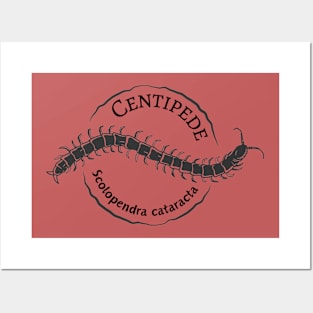 Centipedes (Scolopendra cataracta) Posters and Art